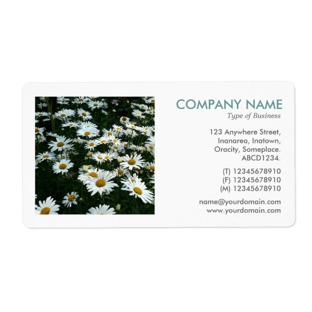 Square Photo - Shasta Daisys II Fraktsedel (Framsidan)