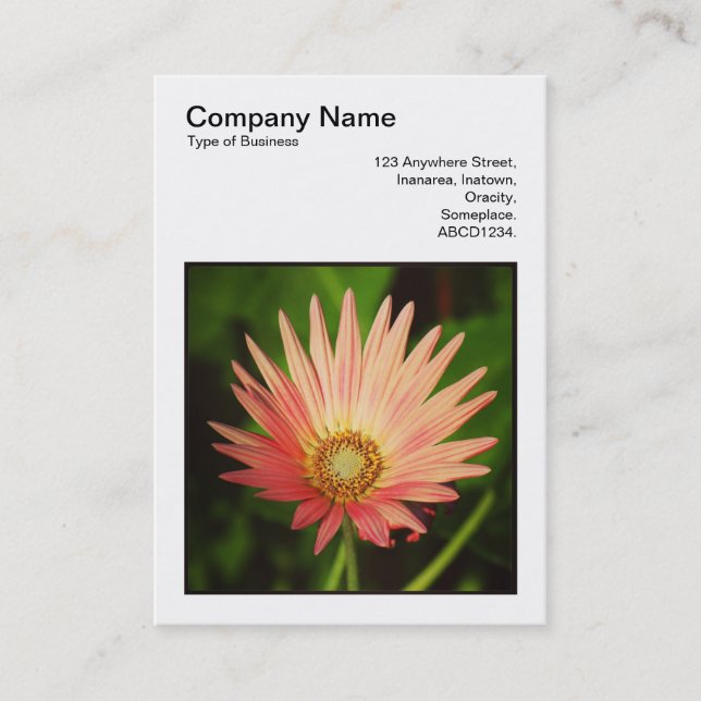 Square Photo (v3) - Afrikansk Daisy Visitkort (Framsida)