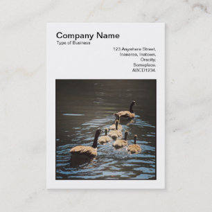 Square Photo (v3) - Kanada Geese and Goslings Visitkort