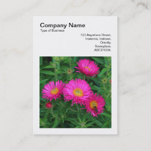Square Photo (v3) - Michaelmas Daisys 02 Visitkort