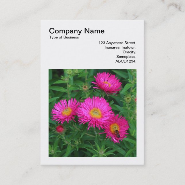 Square Photo (v3) - Michaelmas Daisys 02 Visitkort (Framsida)