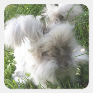 Square Stickers - English Angora Rabbit "Bradley" Fyrkantigt Klistermärke