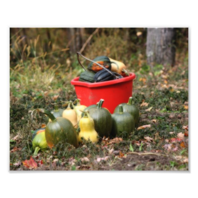Squash Land Garden Harvest Orton Art. 8x10 Fototryck (Framsidan)