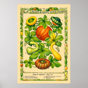 Squash Retro Viktoriansk Botanisk Konst Poster
