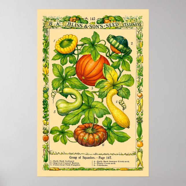 Squash Retro Viktoriansk Botanisk Konst Poster (Framsidan)