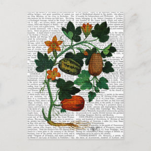 Squash Vine 1 Vykort