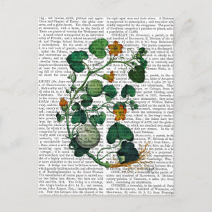 Squash Vine 2 Vykort
