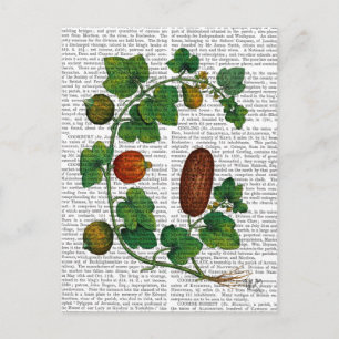 Squash Vine 3 Vykort