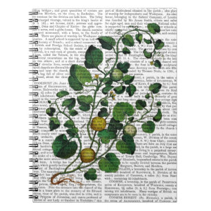 Squash Vine 4 Anteckningsbok Med Spiral