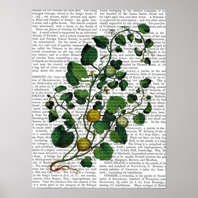 Squash Vine 4 Poster (Framsidan)