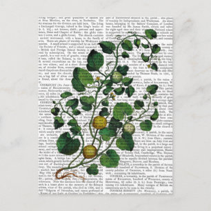 Squash Vine 4 Vykort
