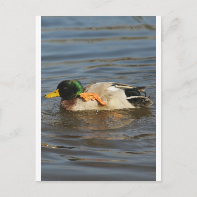 Squeaky Vykort (Framsida)