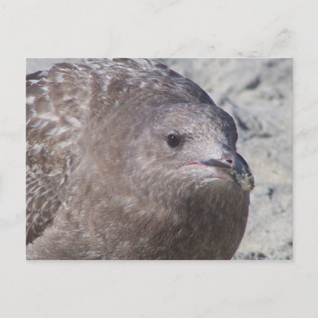 Squeaky Vykort (Framsida)