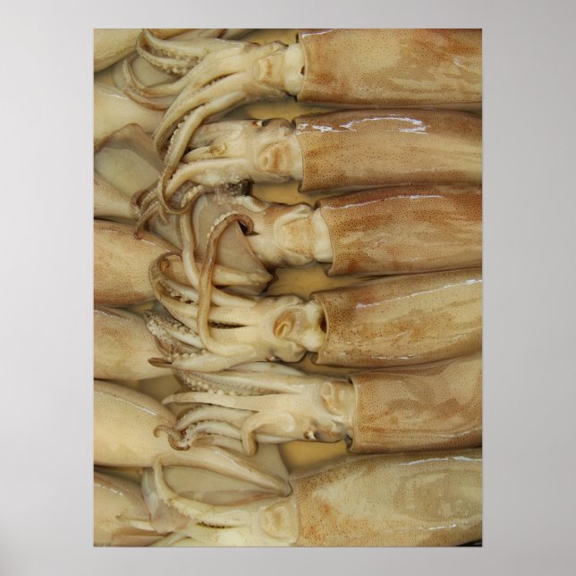 Squid - Calamari Poster (Framsidan)