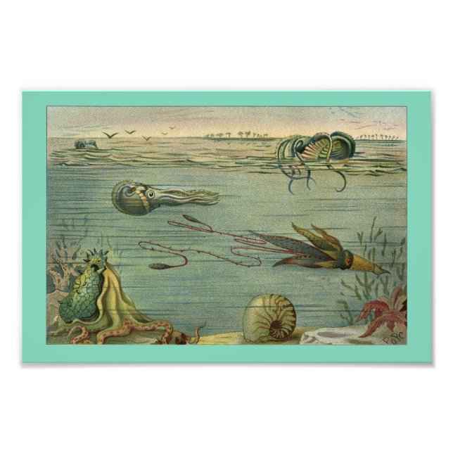 Squid Marine Life Octopus Vintage 1904 Skriv ut Fototryck (Framsidan)