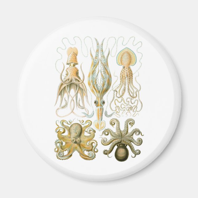 Squid & Octopus Magnet (Framsidan)