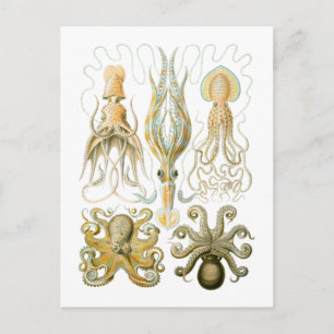 Squid & Octopus Vykort