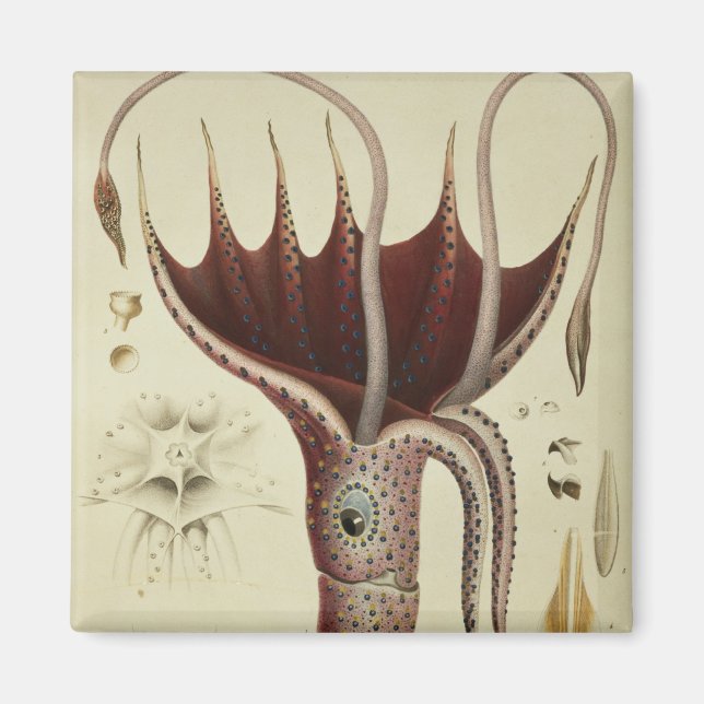 Squid, Pl.2 från Histoire Naturelle Magnet (Framsidan)