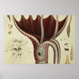 Squid, Pl.2 från Histoire Naturelle Poster
