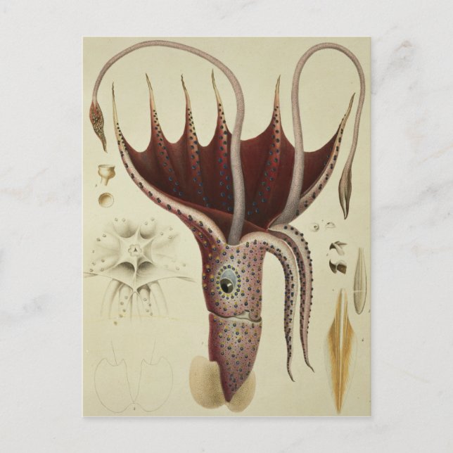 Squid, Pl.2 från Histoire Naturelle Vykort (Framsida)