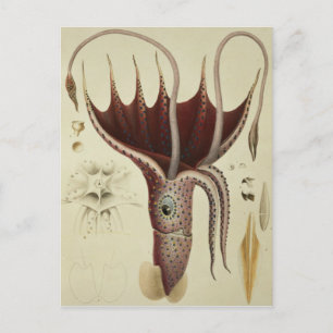 Squid, Pl.2 från Histoire Naturelle Vykort