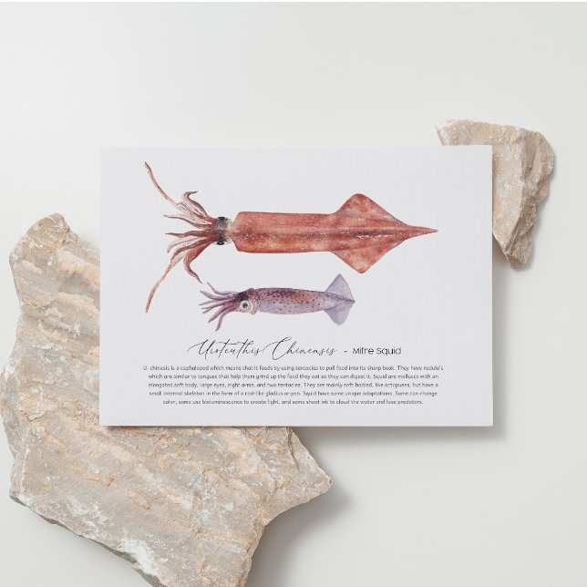 Squid Postcard Helg Vykort (Skapare uppladdad)