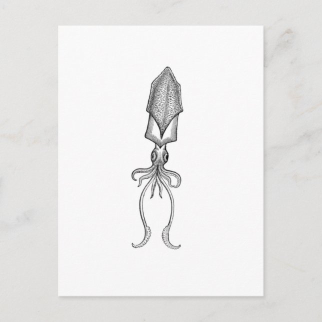 Squid Vykort (Framsida)