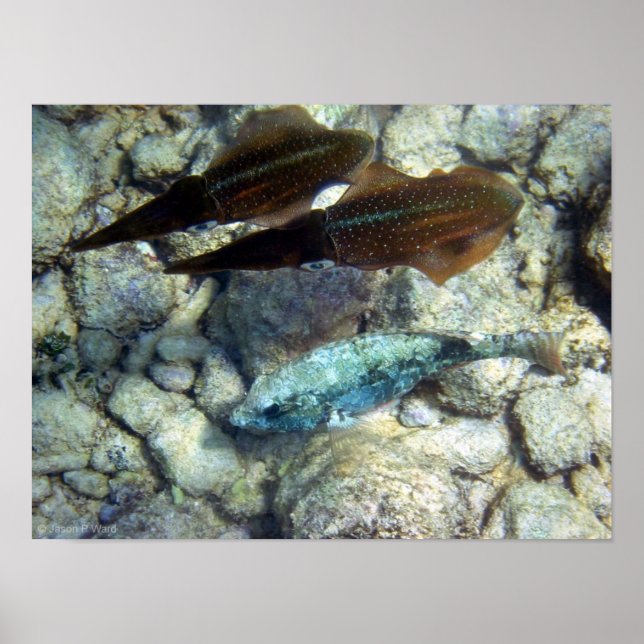 Squid Wannabe Poster (Framsidan)