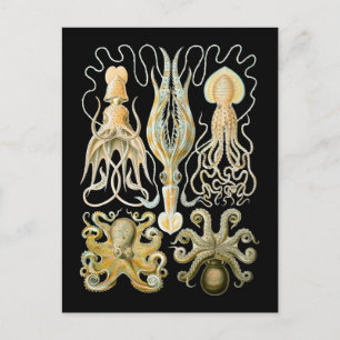 Squider and Octopods Vykort