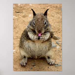 Squirly Squirrel Poster