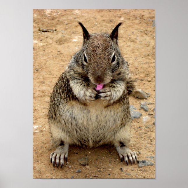 Squirly Squirrel Poster (Framsidan)