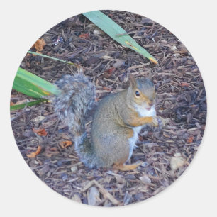 Squirrel #4 Stickers Runt Klistermärke