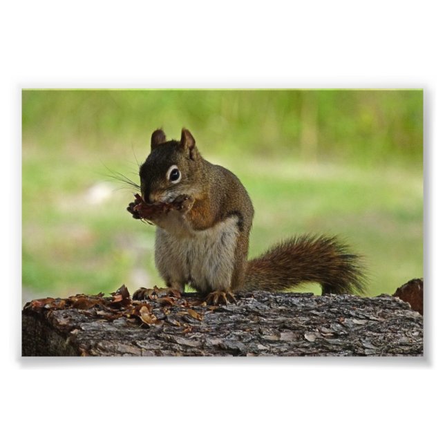 Squirrel äter Cone Fototryck (Framsidan)
