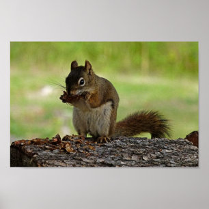 Squirrel äter Cone Poster