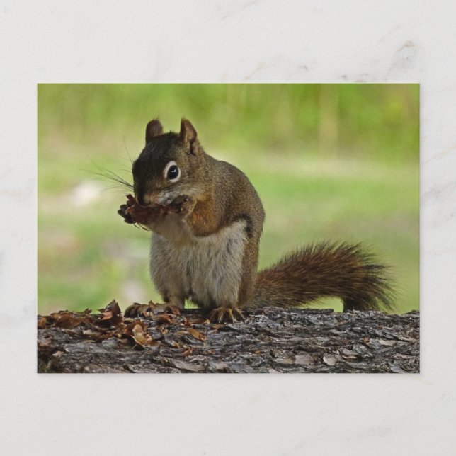 Squirrel äter Cone Vykort (Framsida)