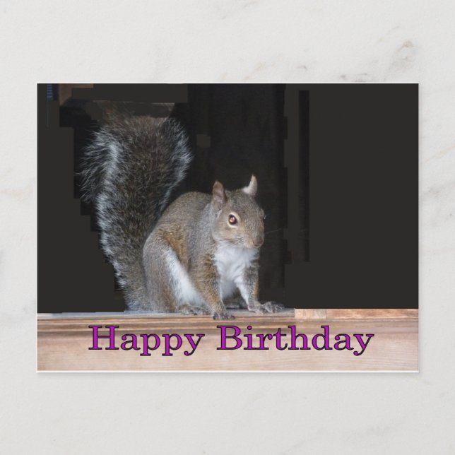 Squirrel Birthday Greetings Vykort (Framsida)