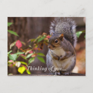 Squirrel börjar tänka på ditt vykort