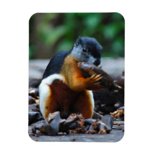 Squirrel Borneo Tri-Färg Magnet