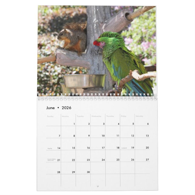 Squirrel Calendar 2022 Kalender (Jun 2026)