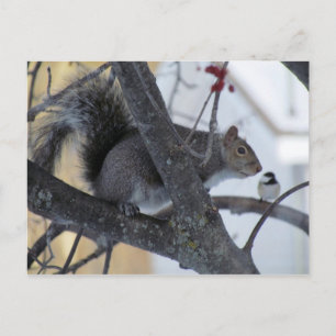 Squirrel/Chickadee-vykort Vykort