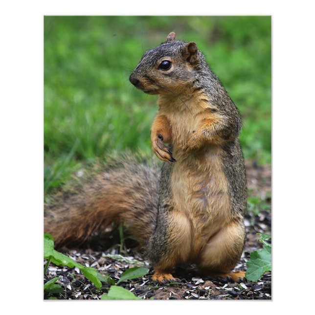 Squirrel Close Up Fototryck (Framsidan)