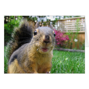 Squirrel Closeup Hälsningskort