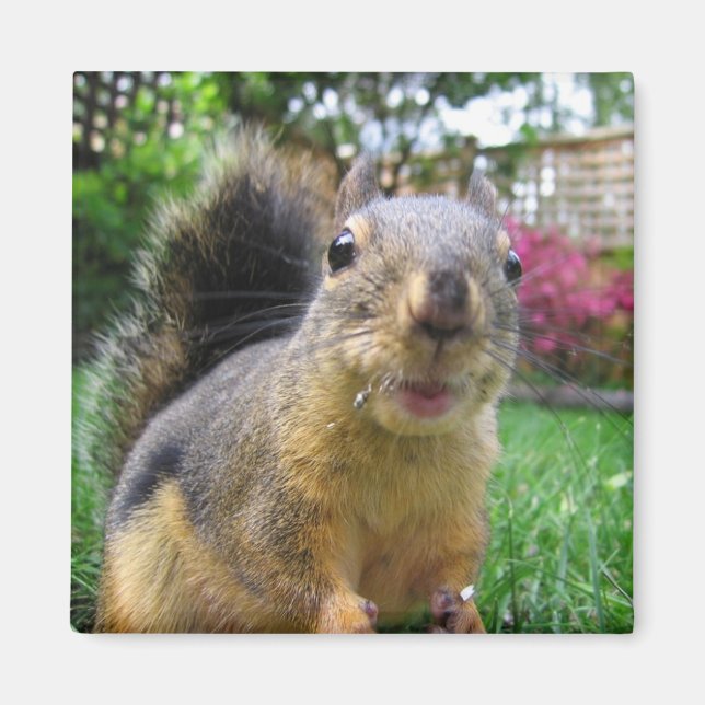 Squirrel Closeup Magnet (Framsidan)