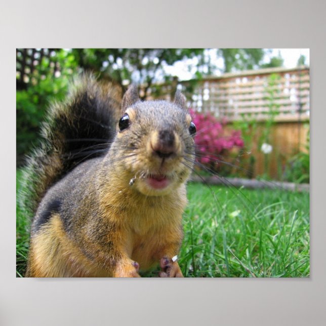 Squirrel Closeup Poster (Framsidan)