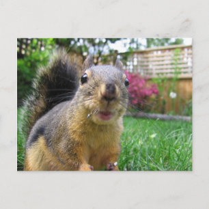 Squirrel Closeup Vykort