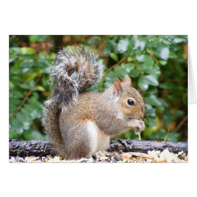 Squirrel Cutie Hälsningskort (Framsidan Horizontal)