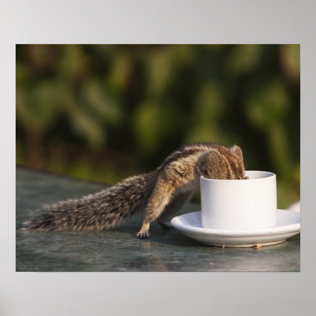Squirrel drinking from coffee cup at Indian Poster (Framsidan)