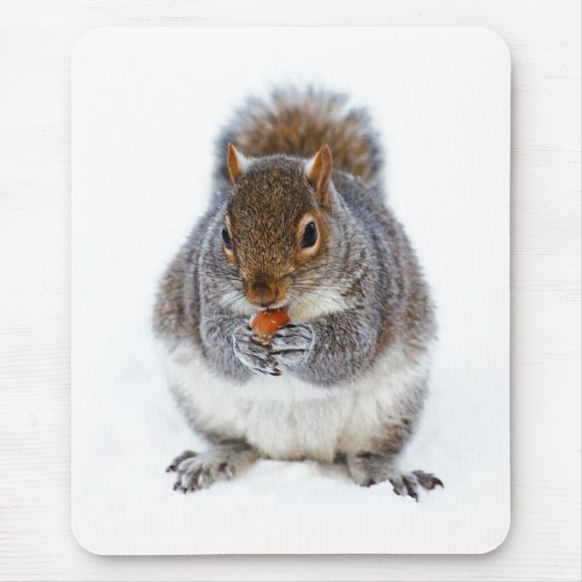 Squirrel Eating a Nut Cute Winter Photo Musmatta (Framsidan)