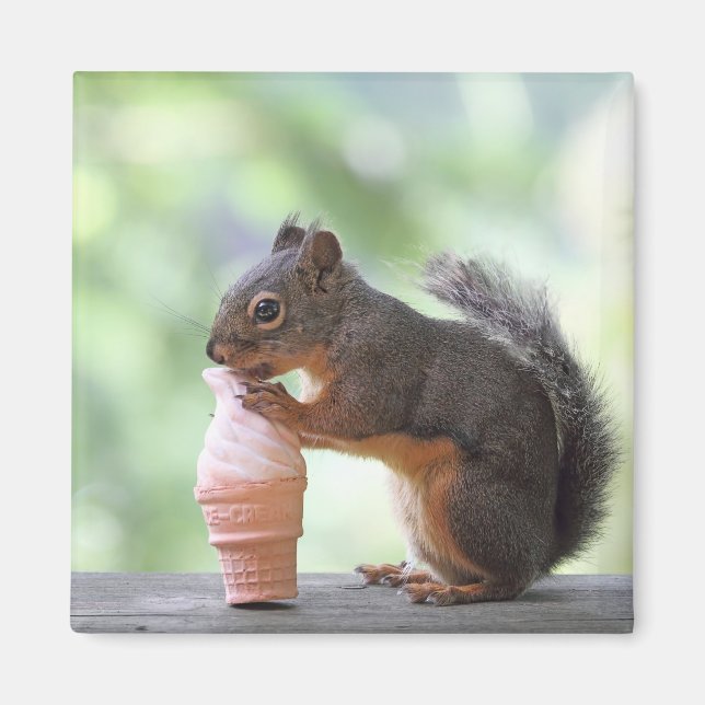 Squirrel Eating an Ice Cream Cone Magnet (Framsidan)