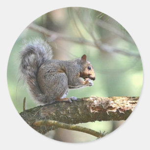 Squirrel Eating Lunch Sticker Runt Klistermärke